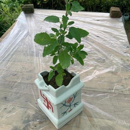 Rama Tulsi in 6 X 8 Inch Tulsi Ceramic Planter