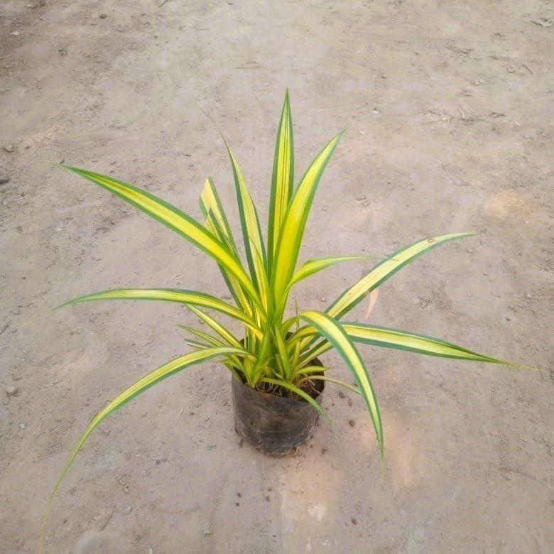 Pandanus/Golden Spider in 4 Inch Nursery Bag Pandanus/Golden Spider in 4 Inch Nursery Bag