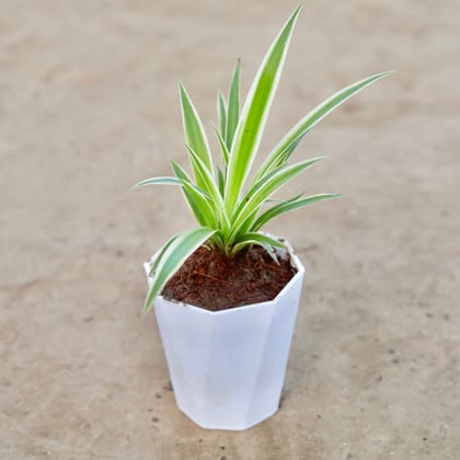 Buy Spider Plant in 4 Inch White Premium Diamanti Plastic Pot Online | Urvann.com