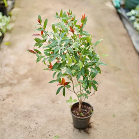 Syzygium / Christina Ficus (~ 3 Ft) in 6 Inch Nursery Pot