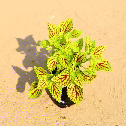 Buy Coleus Yellow in 4 Inch Nursery Bag Online | Urvann.com