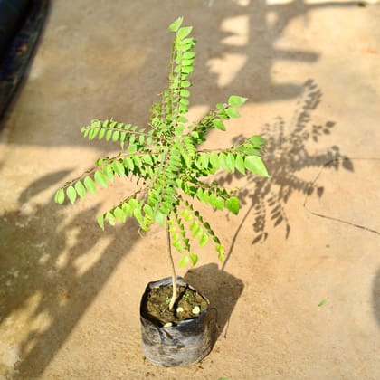 Buy Curry Patta (~2 Ft) in 6 Inch Nursery Bag Online | Urvann.com