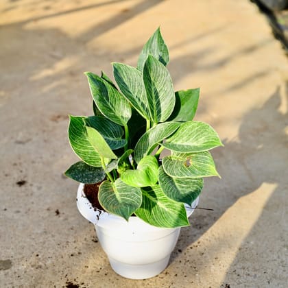 Buy Philodendron Birkin in 8 Inch Nursery Pot Online | Urvann.com