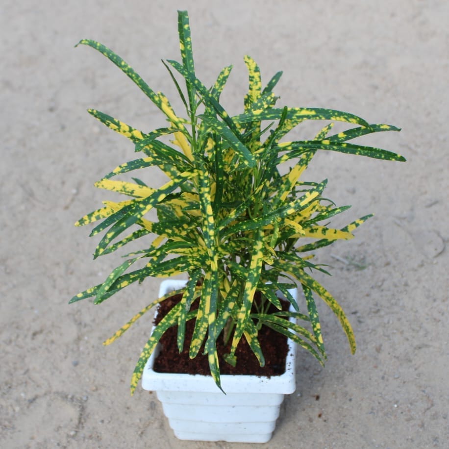 Chironji Croton Gold Star in 4 Inch White Marble Premium Orchid Premium Square Plastic Pot