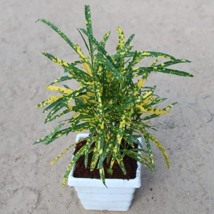Buy Chironji Croton Gold Star in 4 Inch White Premium Orchid Premium Square Plastic Pot Online | Urvann.com