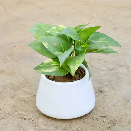Buy Money Plant in 6 Inch Stylish Sloped White Ceramic Pot Online | Urvann.com