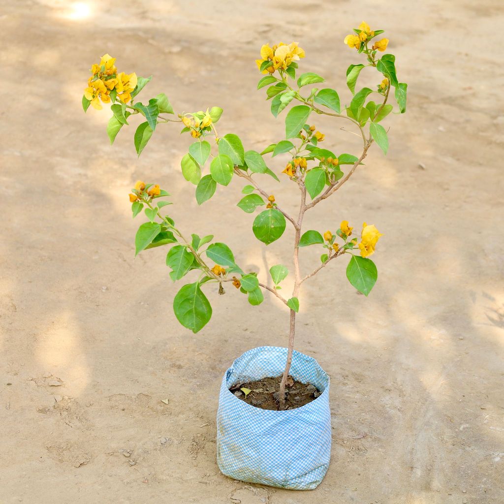 Bougainvillea (Any Colour) in 7 Inch Nursery bag