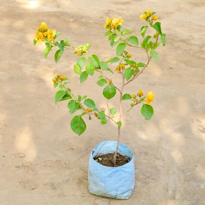 Buy Bougainvillea (Any Colour) in 7 Inch Nursery bag Online | Urvann.com