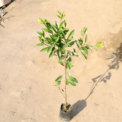 Buy Grafted chiku in 5 Inch Nursery bag | Urvann.com