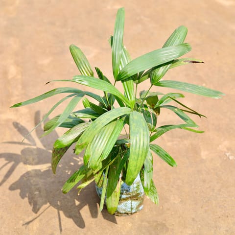 Rhapis Palm in 7 Inch Nursery bag