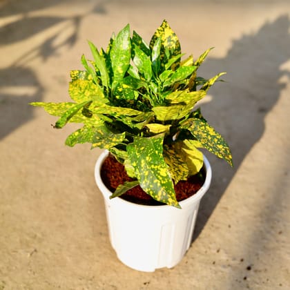 Buy Baby Croton Gold Star in 6 Inch White Super Nursery Pot | Urvann.com