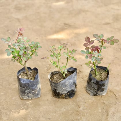 Buy Set of 3 - Desi Gulab / Rose (Any Colour) in 4 Inch Nursery bag Online | Urvann.com