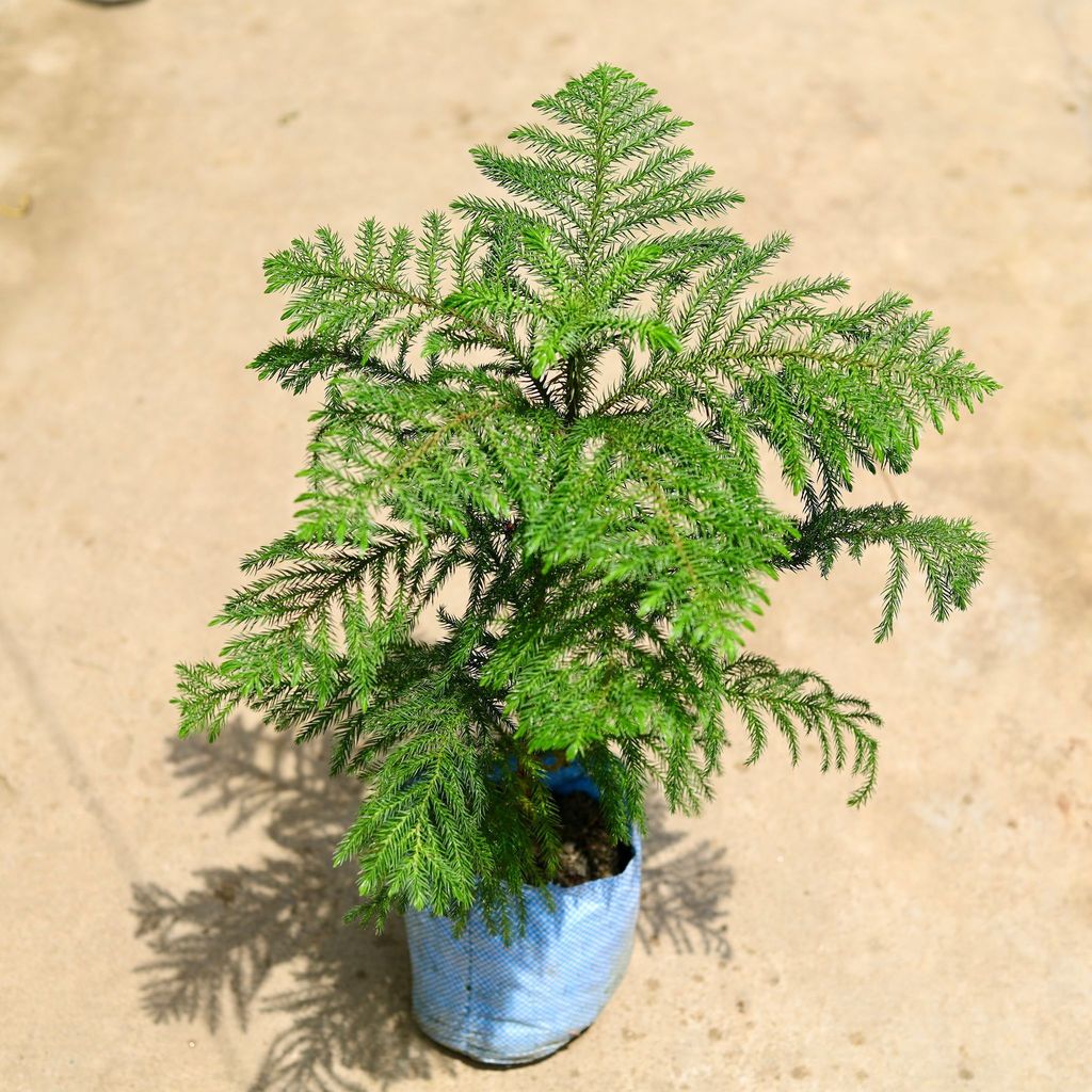 Buy Araucaria in 5 Inch Nursery Bag Online | Urvann.com Araucaria in 5 Inch Nursery Bag