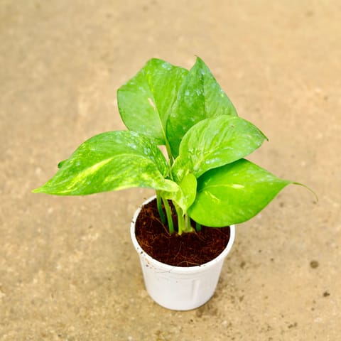Money Plant Green in 4 Inch White Nursery Pot