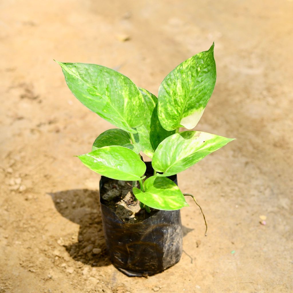 Buy Money Plant Green in 4 Inch Nursery Bag Online | Urvann.com Money Plant Green in 4 Inch Nursery Bag