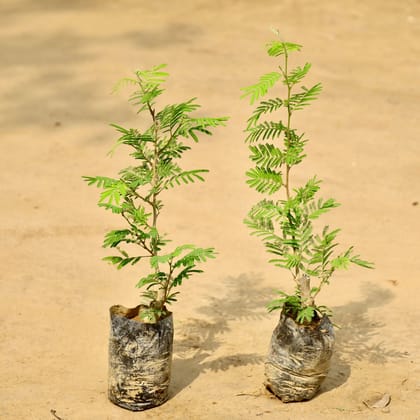 Buy Set of 2 - Shami Plant in 4 Inch Nursery Bag Online | Urvann.com