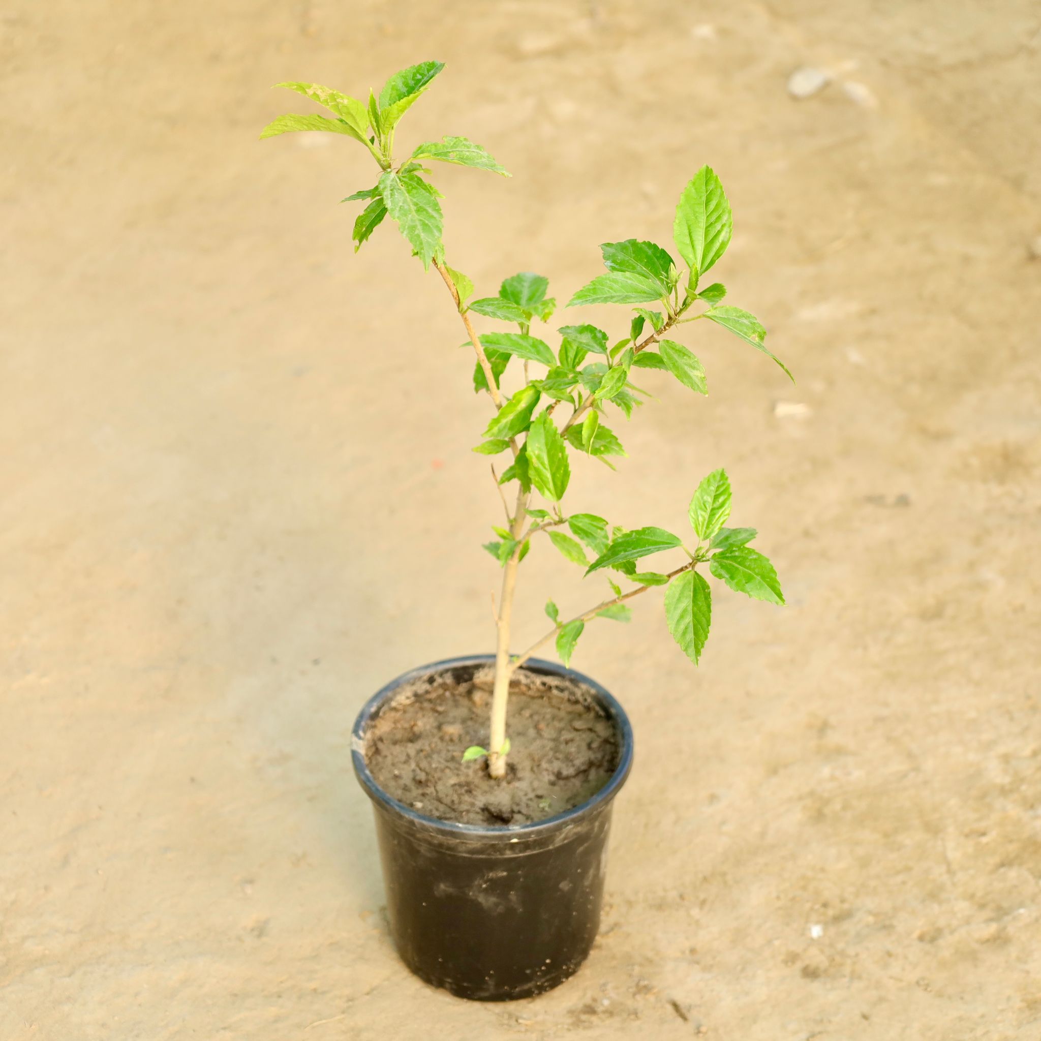 Hibiscus / Gudhal (Any Colour) in 6 Inch Nursery Pot