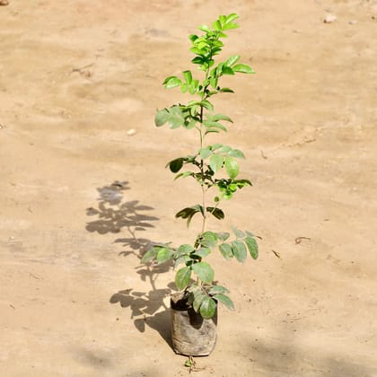 Buy Murraya / Madhu Kamini in 4 Inch Nursery Bag Online | Urvann.com