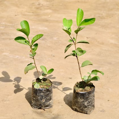 Buy Set of 2 - Amrood / Guava in 7 Inch Nursery Bag Online | Urvann.com