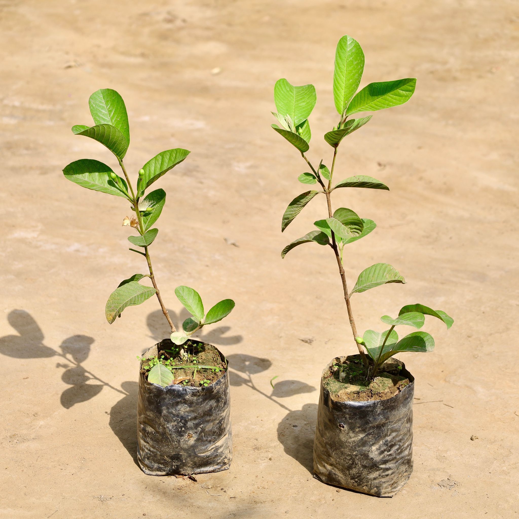 Set of 2 - Amrood / Guava in 7 Inch Nursery Bag