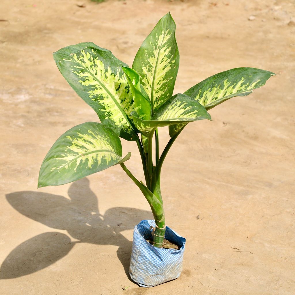 Buy Dieffenbachia in 7 Inch Nursery Bag Online | Urvann.com Dieffenbachia in 7 Inch Nursery Bag