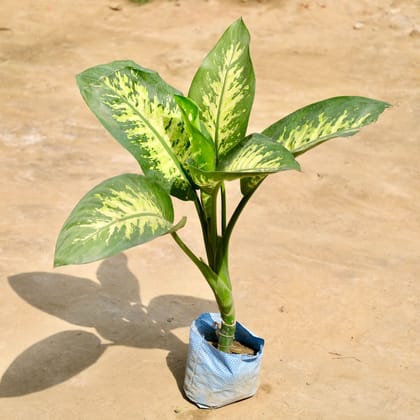 Buy Dieffenbachia in 7 Inch Nursery Bag Online | Urvann.com