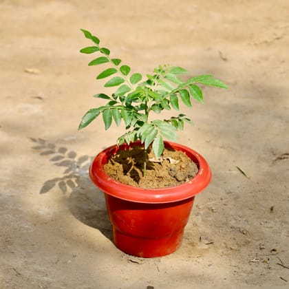 Buy Curry Patta in 6 Inch Classy Red Plasic Pot  Online | Urvann.com