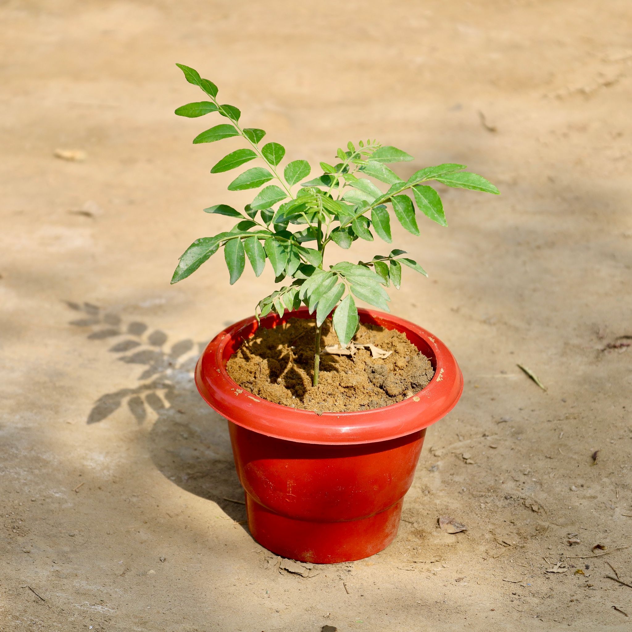 Curry Patta in 6 Inch Classy Red Plasic Pot