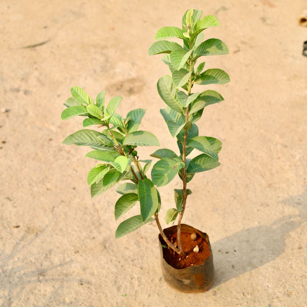 Buy Amrood / Guava in 8 Inch Nursery Bag Online | Urvann.com Amrood / Guava in 8 Inch Nursery Bag