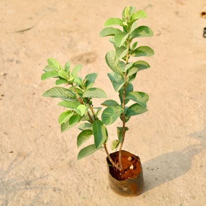 Buy Amrood / Guava in 8 Inch Nursery Bag Online | Urvann.com