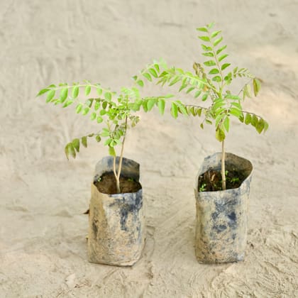 Buy Set of 2 - Curry Patta  in 4 Inch Nursery bag Online | Urvann.com