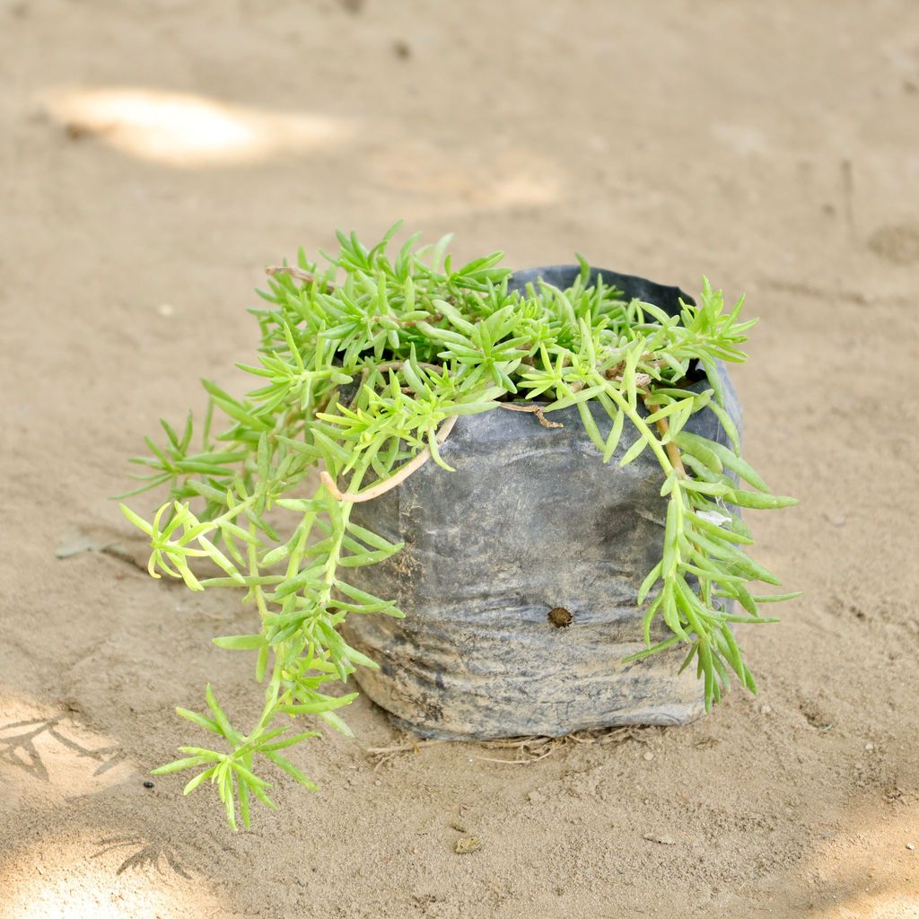 Buy Portulaca Moss Rose in 4 Inch Nursery bag Online | Urvann.com Portulaca Moss Rose in 4 Inch Nursery bag