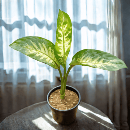 Dieffenbachia in 6 Inch Nursery Pot