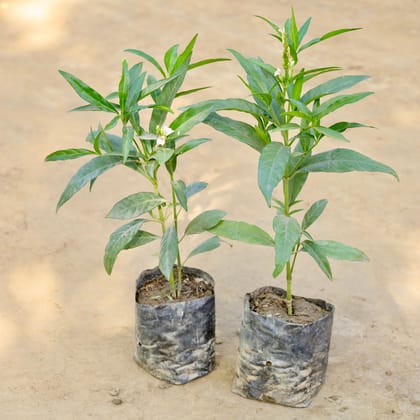 Buy Set of 2 - Sukh Shanti in 4 Inch Nursery bag Online | Urvann.com