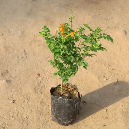 Buy Tecoma Capensis (Any Colour) in 6 Inch Nursery Bag Online | Urvann.com