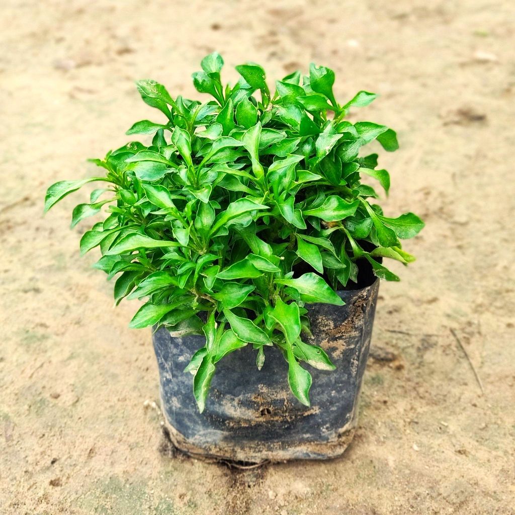 Alternanthera Green in 4 inch Nursery Bag Alternanthera Green in 4 inch Nursery Bag