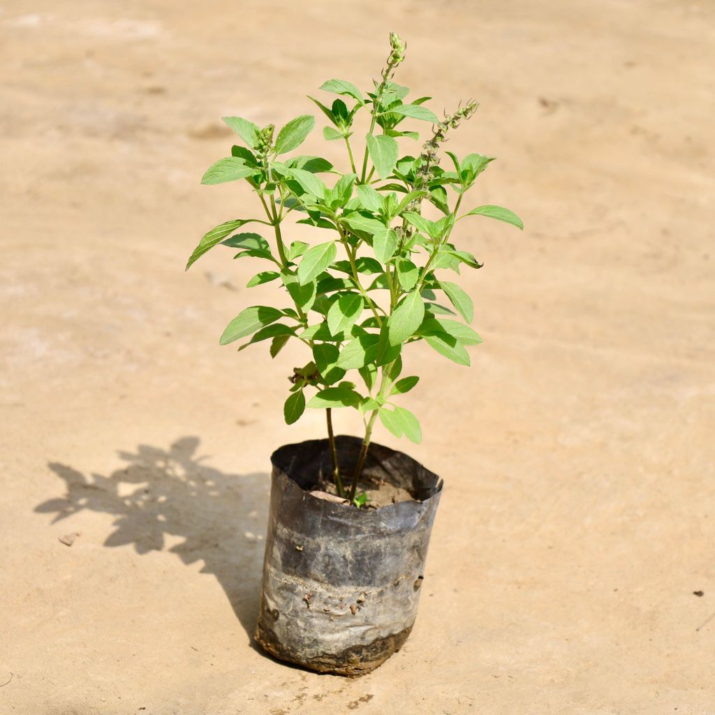 Buy Kapoor Tulsi in 4 Inch Nursery Bag Online | Urvann.com Kapoor Tulsi in 4 Inch Nursery Bag