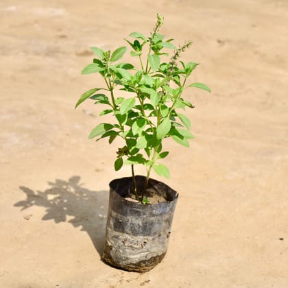 Buy Kapoor Tulsi in 4 Inch Nursery Bag Online | Urvann.com