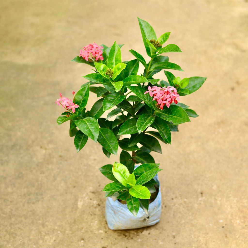 Buy Ixora Pink in 7 Inch Nursery Bag Online | Urvann.com Ixora Pink in 7 Inch Nursery Bag