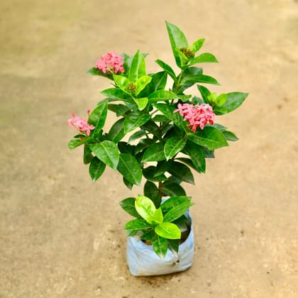Buy Ixora Pink in 7 Inch Nursery Bag Online | Urvann.com