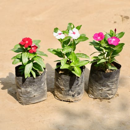 Buy Set of 3 - Periwinkle / Sadabahar / Vinca (Any Colour) in 4 Inch Nursery Bag Online | Urvann.com