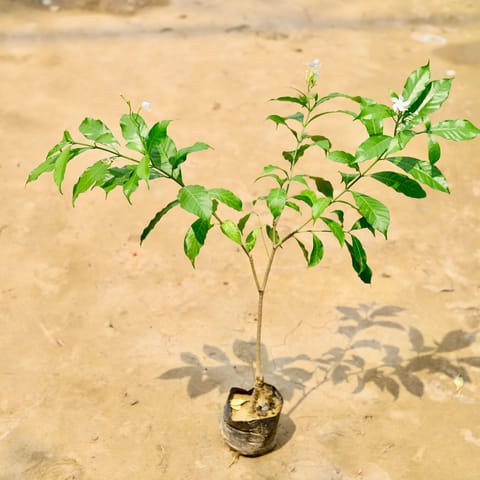 Chandni Desi White (Any Colour) in 5 Inch Nursery Bag