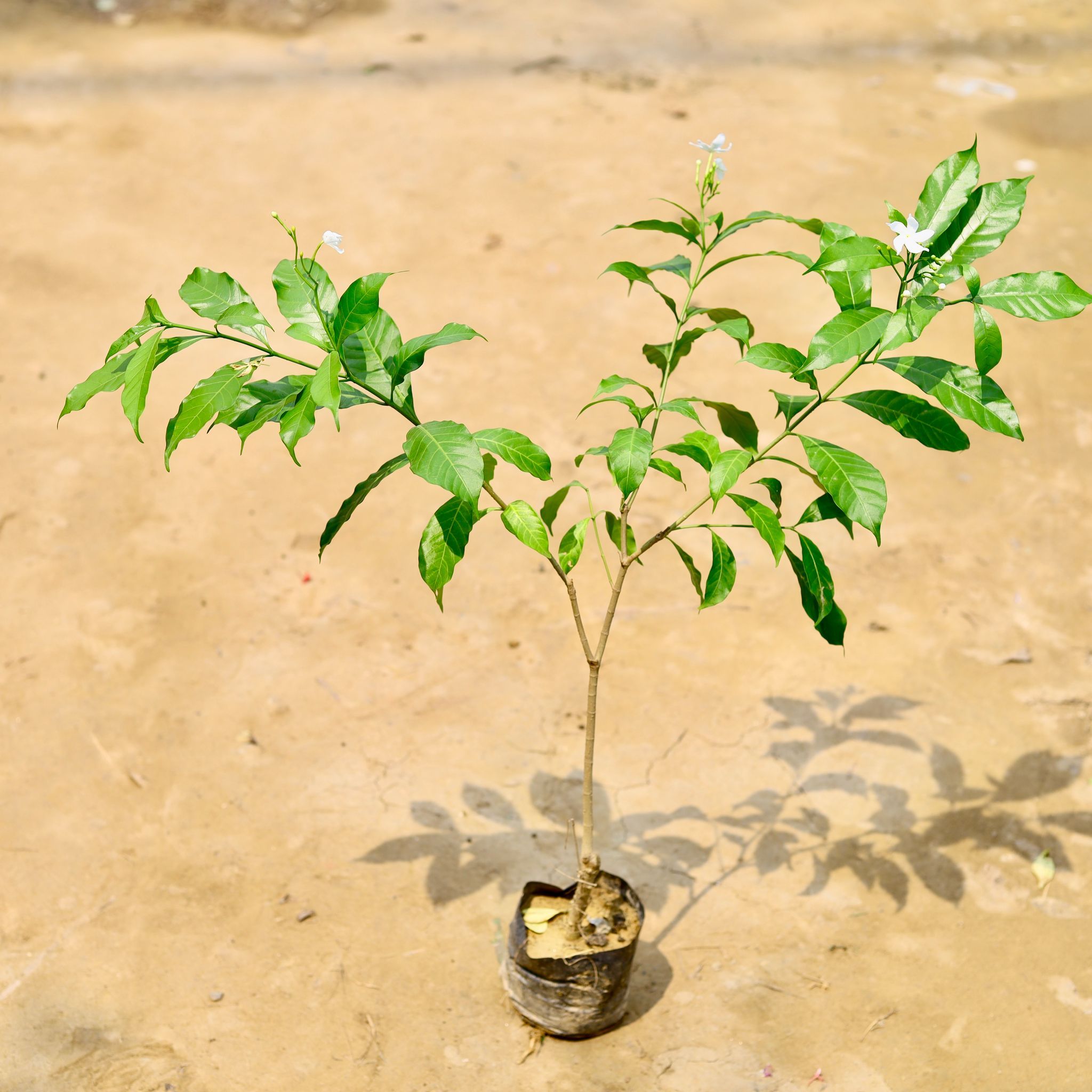 Chandni Desi White (Any Colour) in 5 Inch Nursery Bag