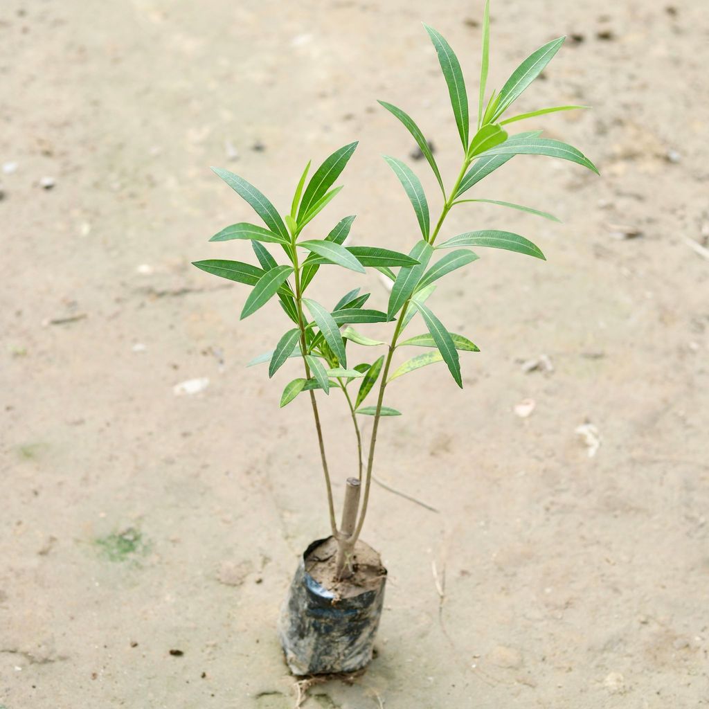 Buy Kaner / Oleander Pink in 4 Inch Nursery Bag Online | Urvann.com Kaner / Oleander Pink in 4 Inch Nursery Bag