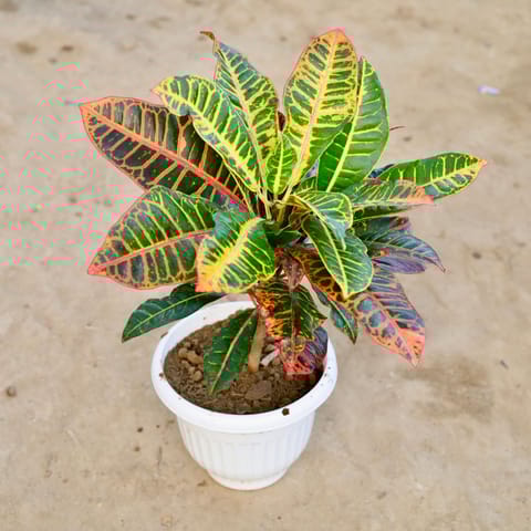 Croton Petra in 10 Inch White Olive Plastic Pot