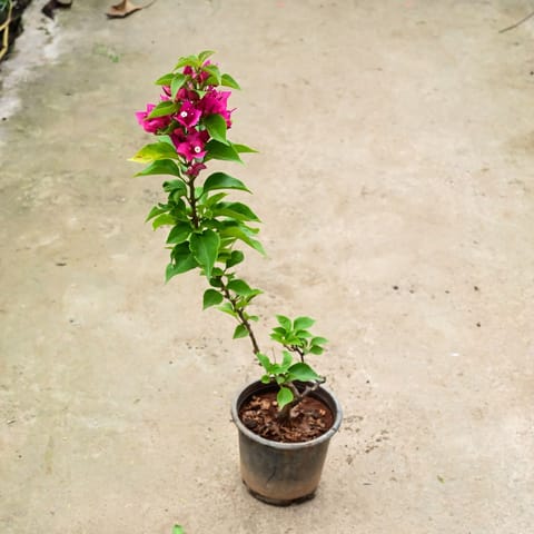 Bougainvillea Pink (Thai Variety) (~ 1.5 Ft) in 6 Inch Nursery Pot