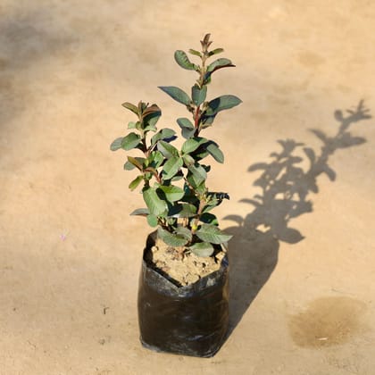Buy Amrood / Guava in 5 Inch Nursery bag | Urvann.com