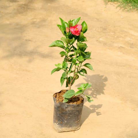 Hibiscus / Gudhal Double (Any Colour) in 8 Inch Nursery Bag