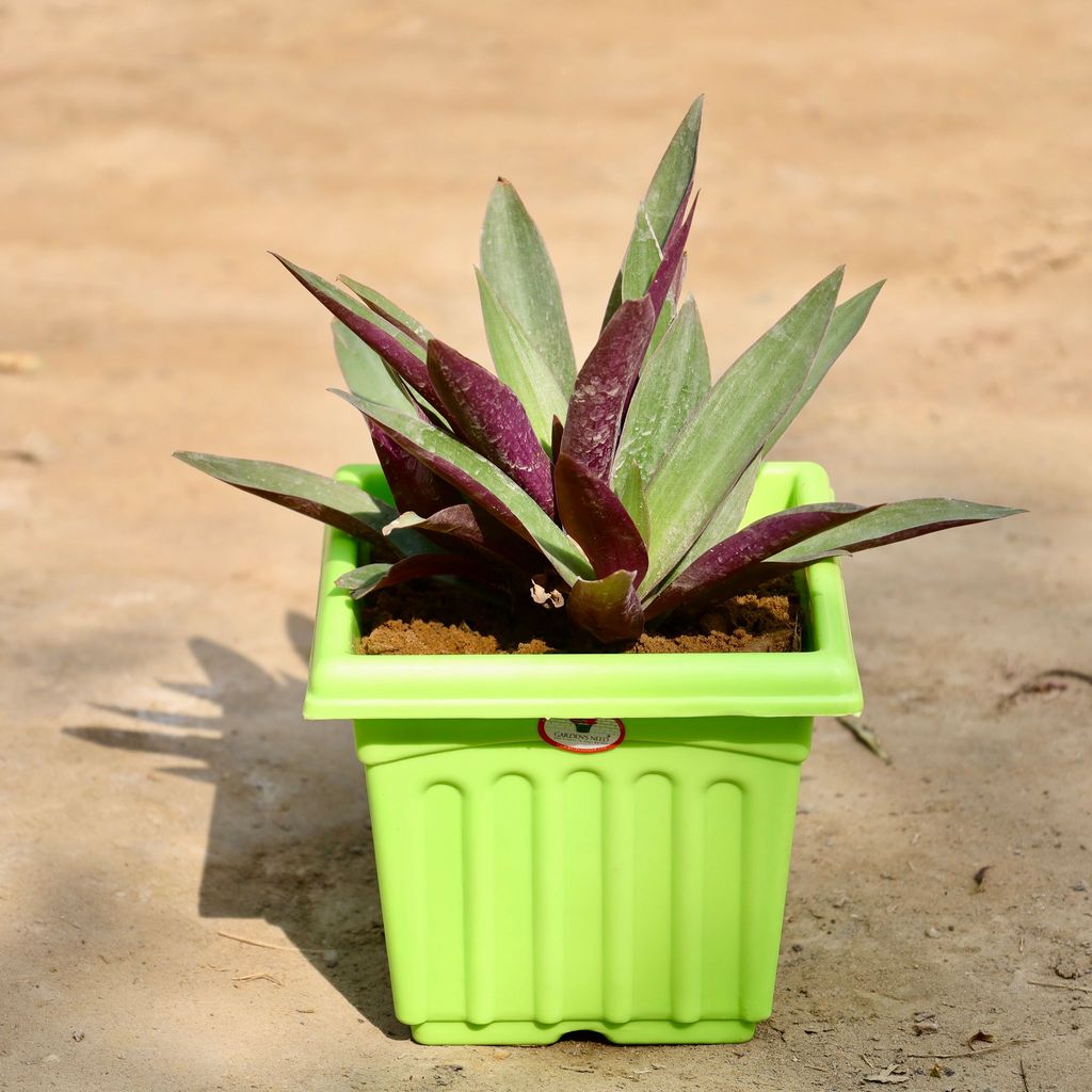 Buy Rhoeo / Durangi in 6 Inch Green Premium Square Plastic Pot Online | Urvann.com Rhoeo / Durangi in 6 Inch Green Premium Square Plastic Pot