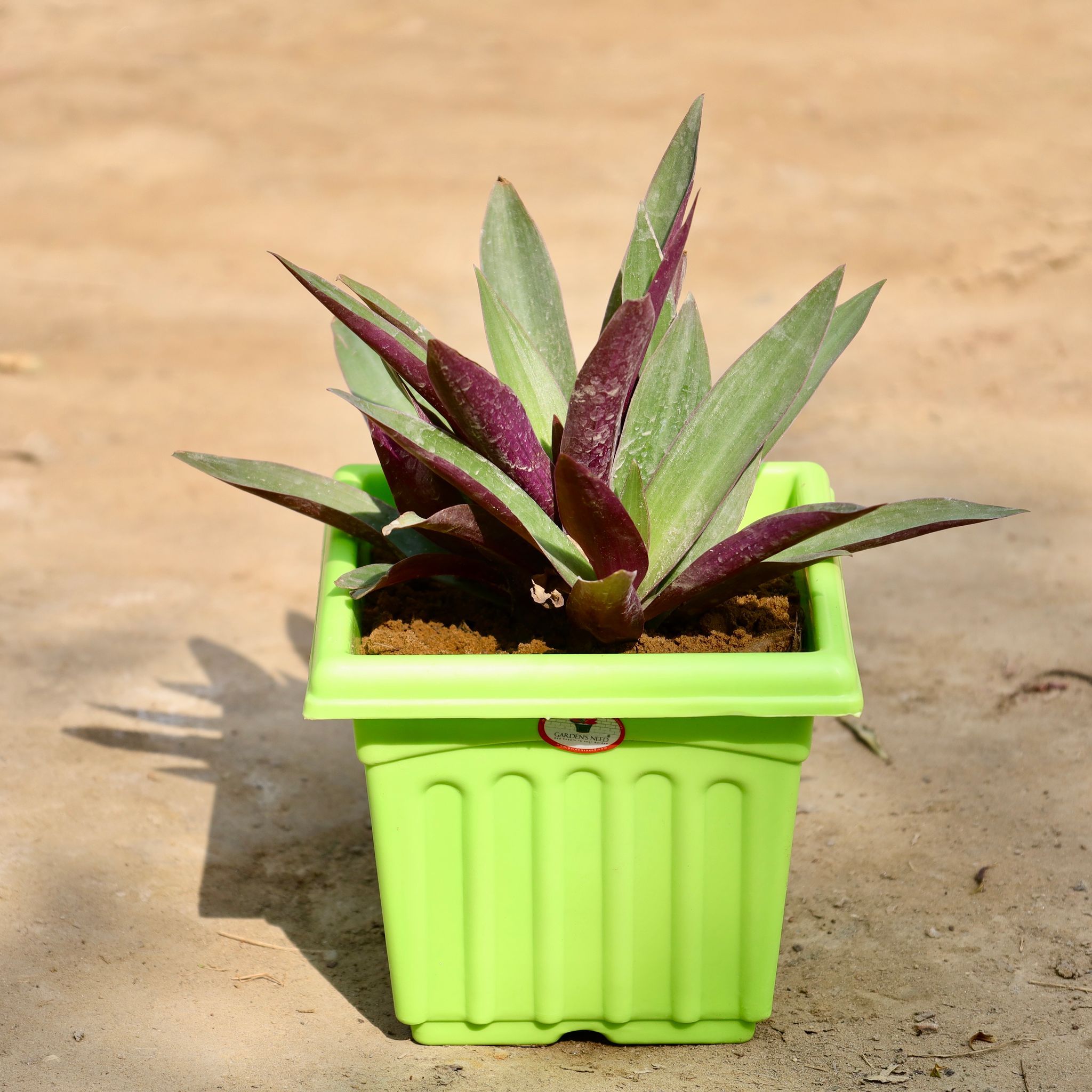 Rhoeo / Durangi in 6 Inch Green Premium Square Plastic Pot